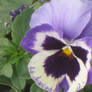 the pansy that never quits