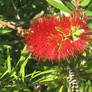 127 Bottle Brush