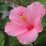 214 Pink Hibiscus