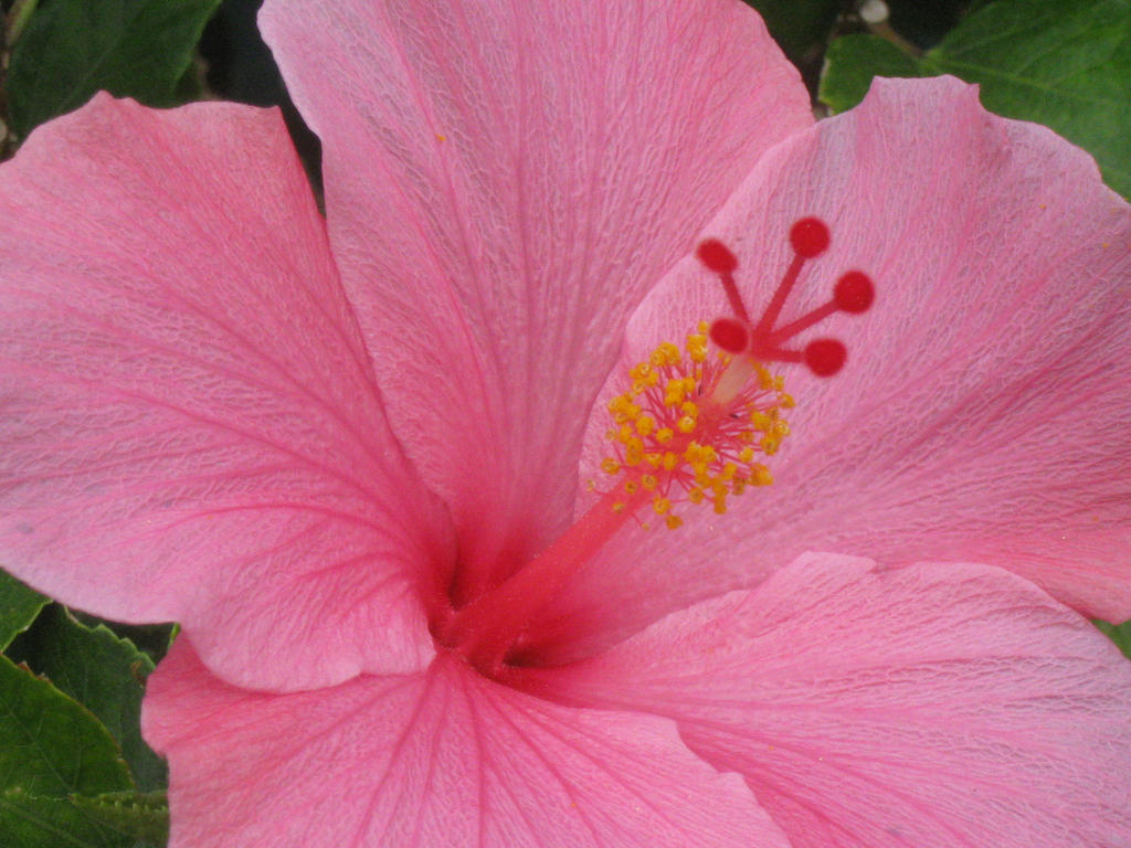 215 Pink Hibiscus