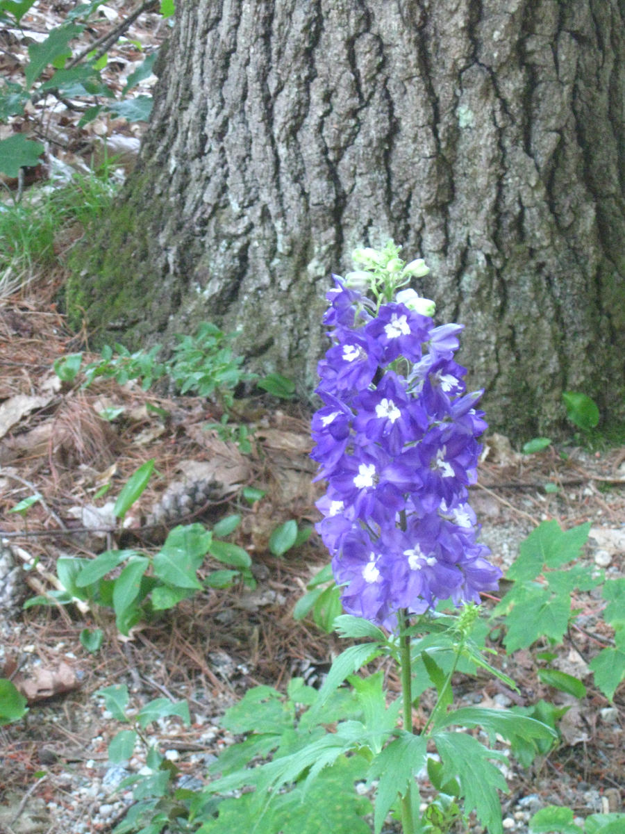 Delphinium