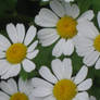 030  little daisies