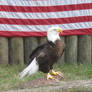 338 Homosassa State Wildlife Park