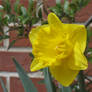 429 Daffodil