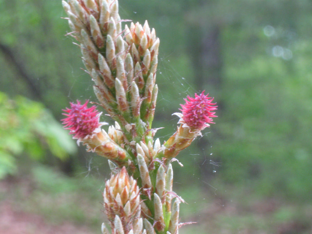 baby female pine cones 2