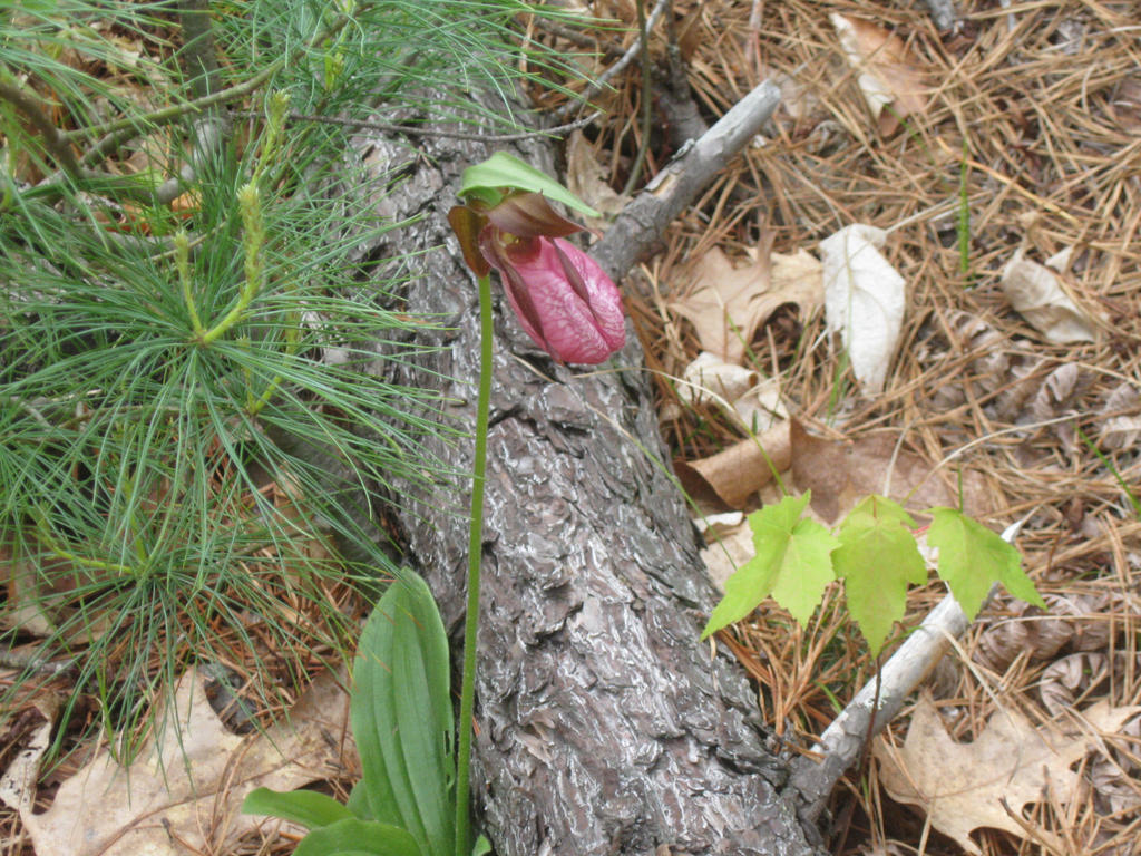 pink lady slipper