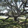 Dave\'s Pics 2 312 Florida Vac 2014 Zacchaeus Tree