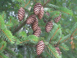 072 pine cones