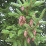 073 spruce cones