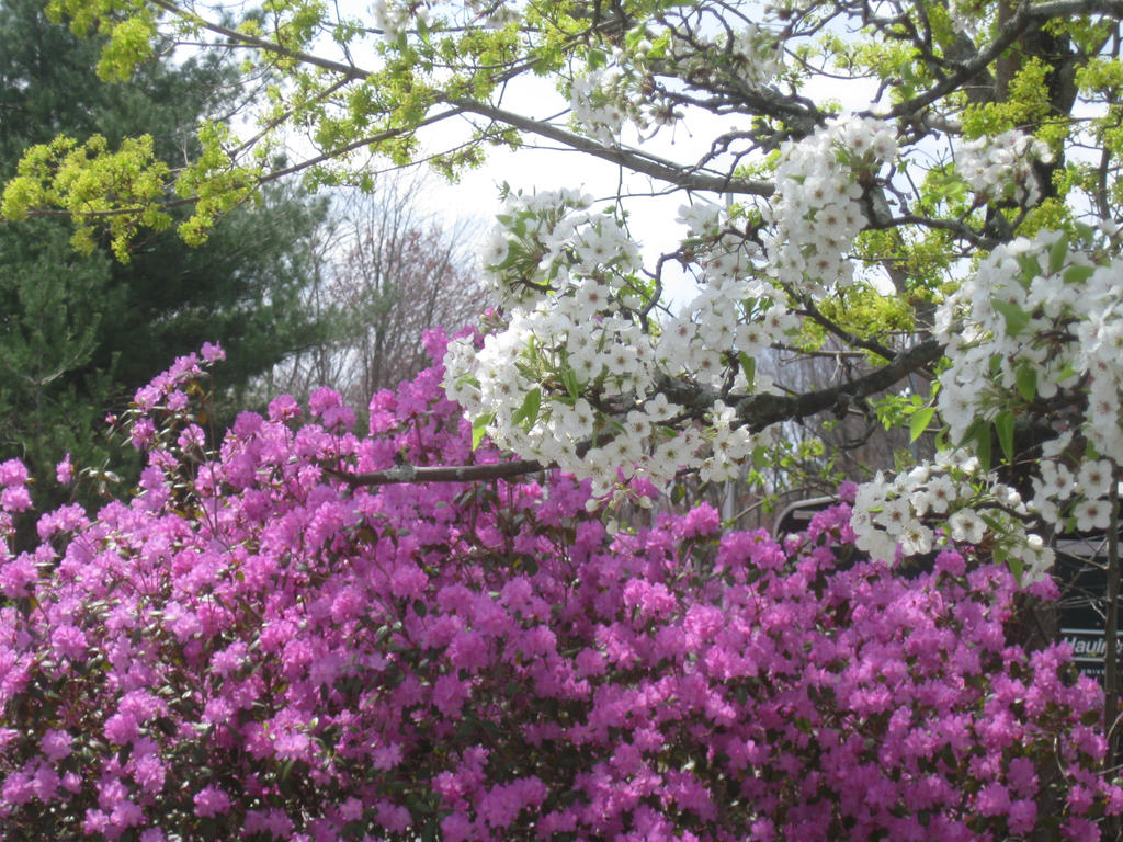 164 Springtime at work by crazygardener on DeviantArt