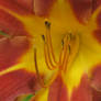 inside the day lily 2