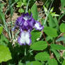 Bearded Iris