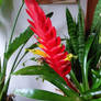 my Flaming Bromelied Img 20191124 131738