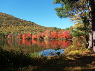 maples on fire