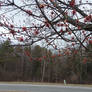 Acer rubrum at work