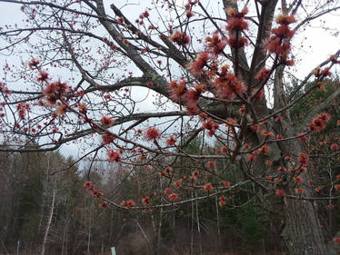 Acer rubrum at work 2