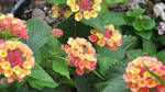 Lantana camara by crazygardener