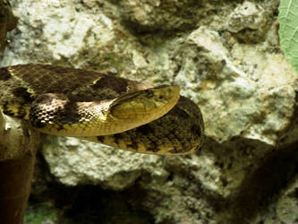 Bothrops asper