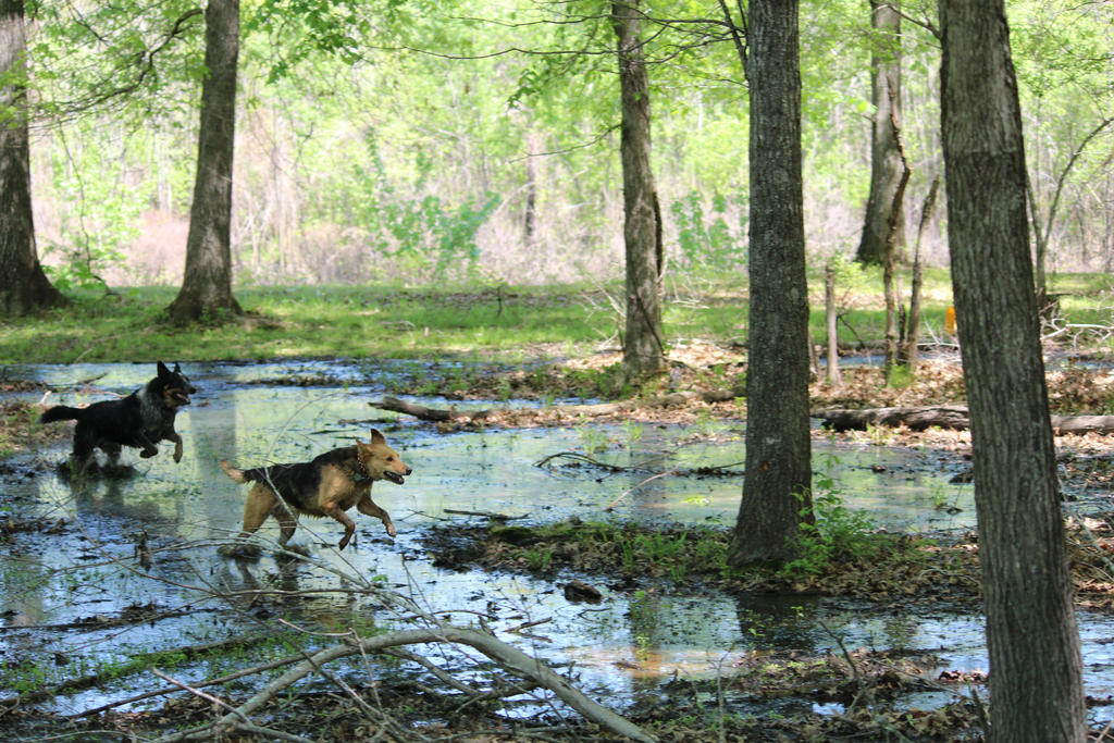 Mud Dogs at Play by TruToSelf on DeviantArt