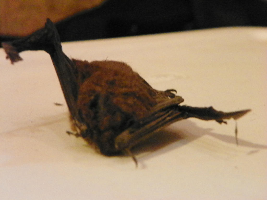 Dried Bat #2 by chipbeing on DeviantArt