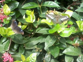 Pink flowers with two butterflies