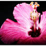 Hibiscus Flower