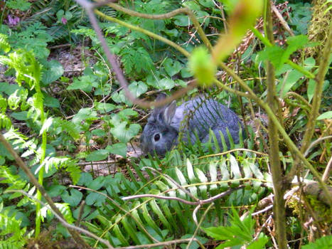 Wild Bunny? - Side view