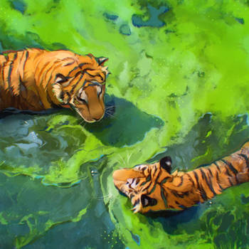 tigers in the soup