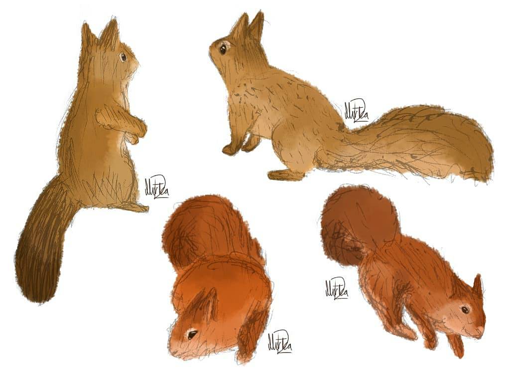 Squirrel Deviantart Squirrels by OceanNebula on DeviantArt