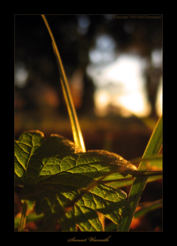 Autumn Sunset Warmth