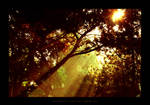 Autumn Sunrise by dlusion