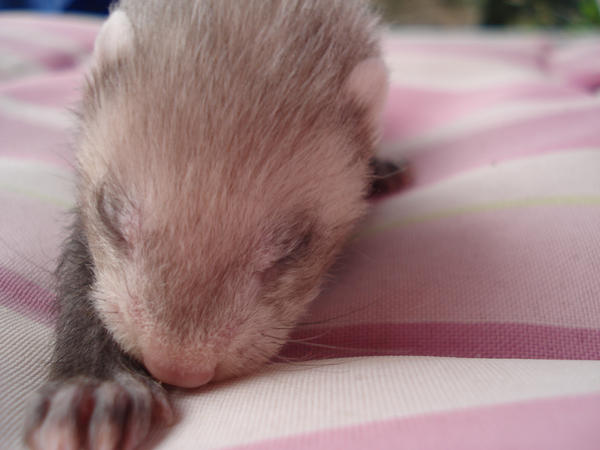 Bebe Furet By Vampirates On Deviantart Bebe Furet By Vampirates On Deviantart