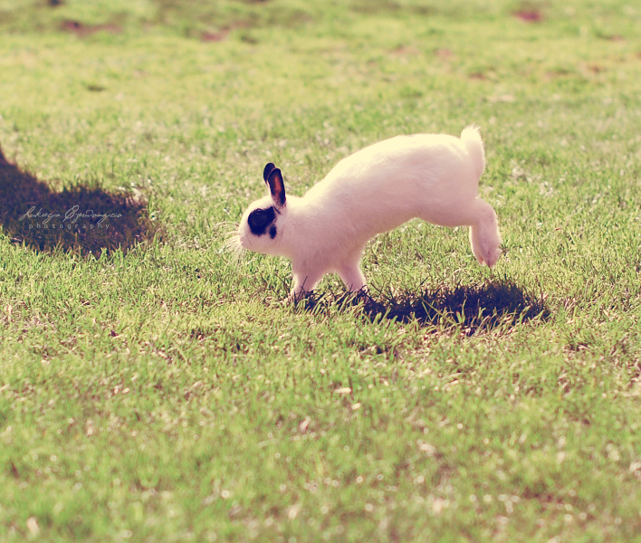 Bunny hop.