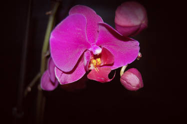 Orchidea