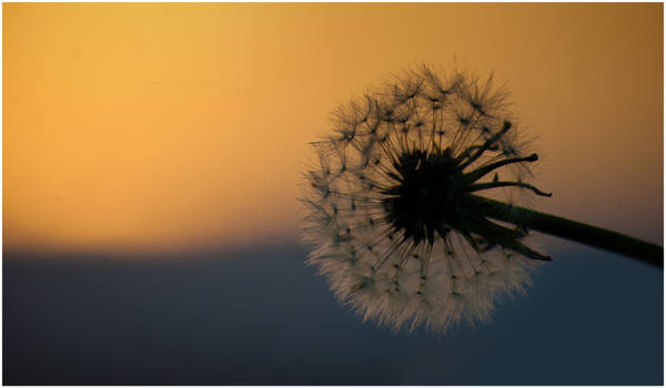 Dandelion Watches Sunset