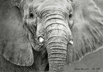 Elephant Drawing