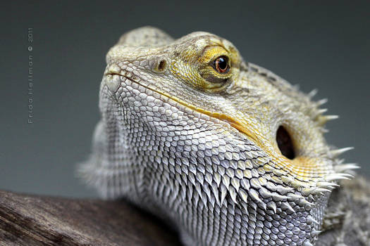 Bearded Dragon