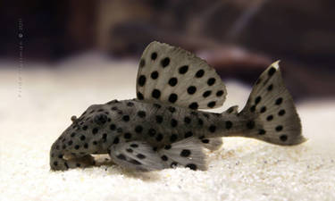 Sultan Pleco