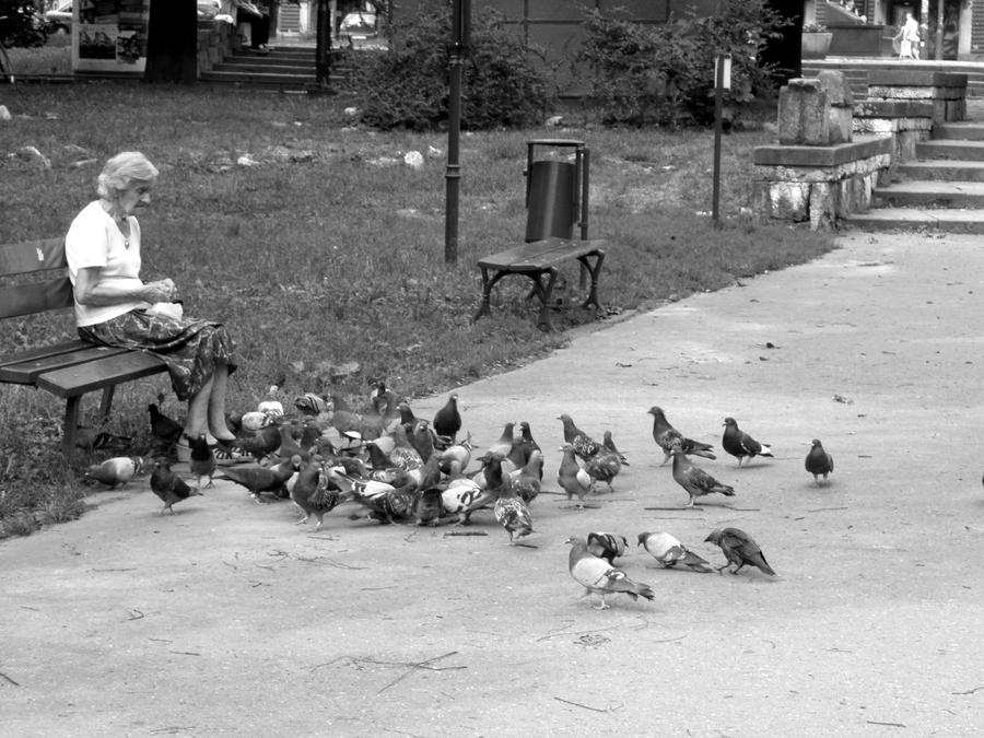 feeding pigeons