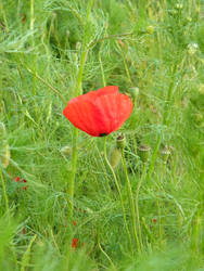 Last day of the poppies: two