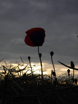 Last day of the poppies: five