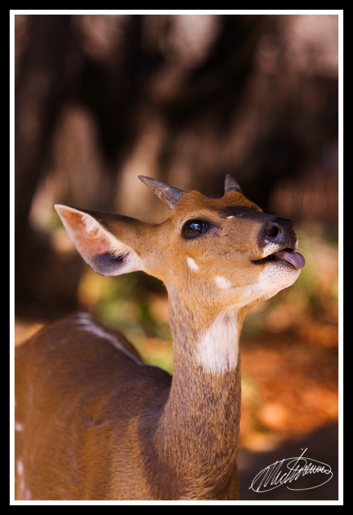 Tongue out of cheek