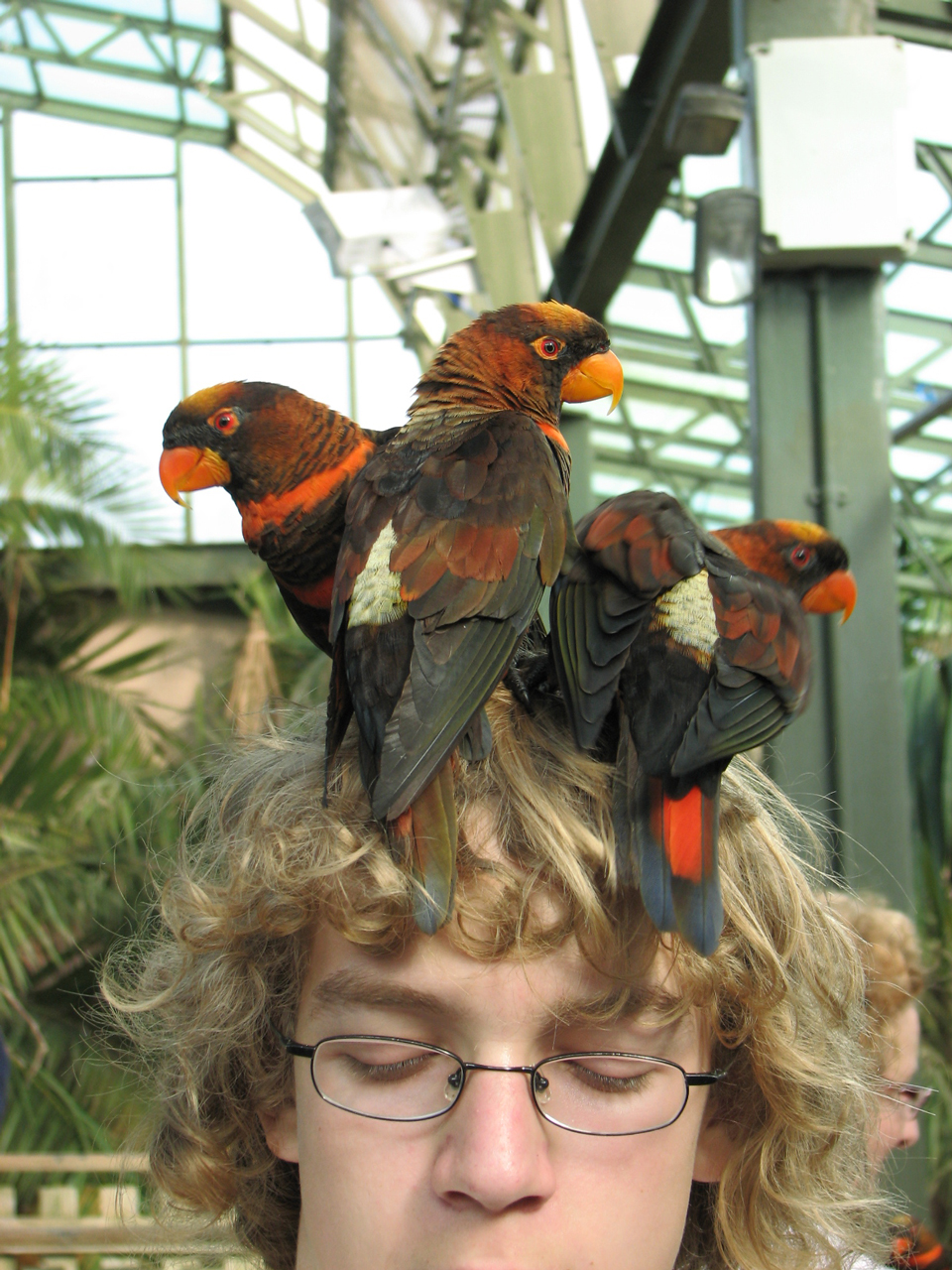 Bird Hat