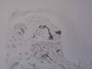 Cheetah