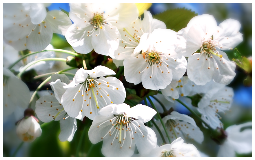 Spring Blossom