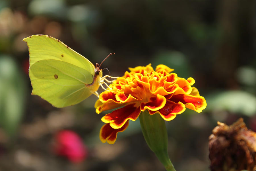 A Butterfly Having Wings like Leaves