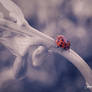 Ladybug