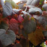 Red grape vines