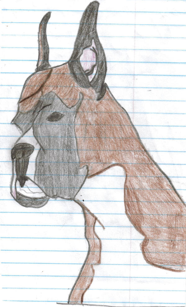 Boxer by GomerPyle09 on DeviantArt