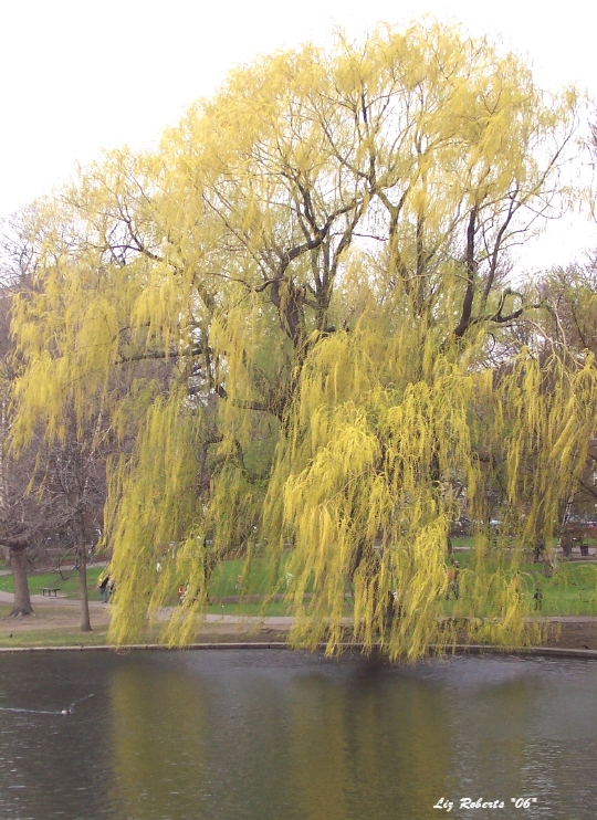 a tree in the concrete jungle